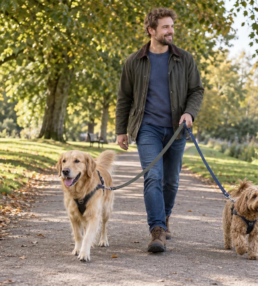 A happy golden retriever on a familiar walk