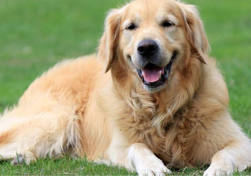 Pet owner onboarding